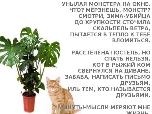 Унылая монстера на окне.  Что? Мёрзнешь, монстр? Смотри, зима-убийца  До хрупкости сточила скальпель ветра,  Пытается в тепло к тебе вломиться.   Расстелена постель, но спать нельзя,  Кот в рыжий ком свернулся на диване,  Забава, написать письмо друзьям,  Иль тем, кто называется друзьями.   Минуты-мысли меряют мне жизнь,  Свиваются, становятся стихами.  Монстера, ты воздушными корнями  Схватилась за реальность?   Так держись! 