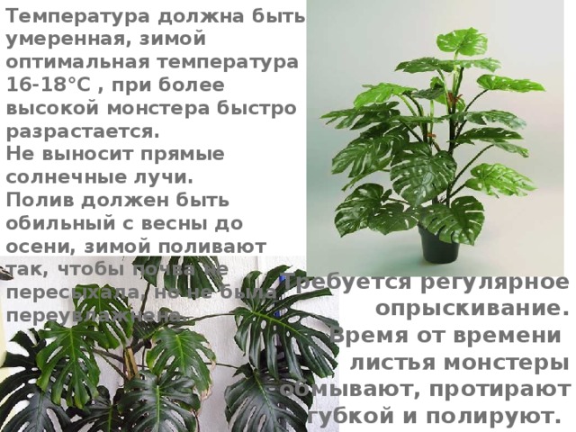 Температура должна быть умеренная, зимой оптимальная температура 16-18°C , при более высокой монстера быстро разрастается. Не выносит прямые солнечные лучи. Полив должен быть обильный с весны до осени, зимой поливают так, чтобы почва не пересыхала, но не была переувлажнена. Требуется регулярное опрыскивание. Время от времени листья монстеры обмывают, протирают губкой и полируют. 