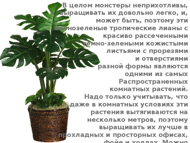 В целом монстеры неприхотливы, выращивать их довольно легко, и, может быть, поэтому эти вечнозеленые тропические лианы с красиво рассеченными темно-зелеными кожистыми листьями с прорезями и отверстиями разной формы являются одними из самых Распространенных комнатных растений. Надо только учитывать, что даже в комнатных условиях эти растения вытягиваются на несколько метров, поэтому выращивать их лучше в прохладных и просторных офисах, фойе и холлах. Можно использовать для затенения (как лазящие растения) и для шпалер. 