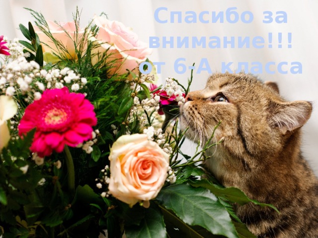 Спасибо за внимание!!! от 6-А класса 