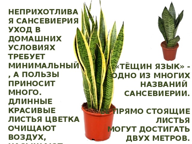 Неприхотливая сансевиерия уход в домашних условиях требует минимальный, а пользы приносит много. Длинные красивые листья цветка очищают воздух, насыщают его кислородом. «Тёщин язык» - одно из многих названий сансевиерии.  Её прямо стоящие листья могут достигать двух метров. 