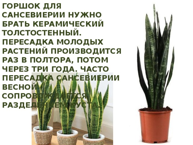 Горшок для сансевиерии нужно брать керамический толстостенный. Пересадка молодых растений производится раз в полтора, потом через три года. Часто пересадка сансевиерии весной сопровождается разделением куста. 