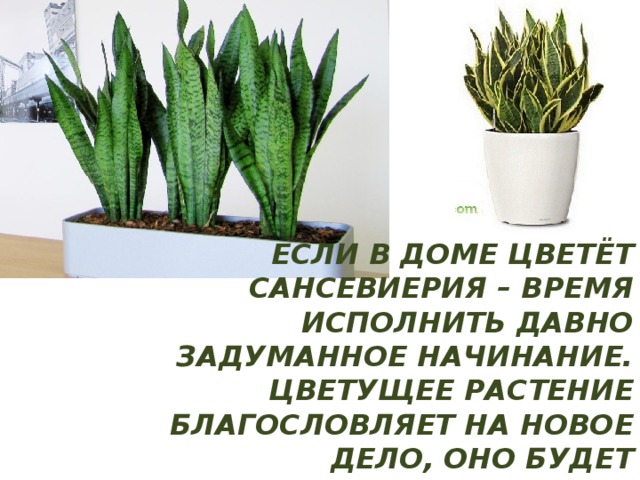 Если в доме цветёт сансевиерия – время исполнить давно задуманное начинание. Цветущее растение благословляет на новое дело, оно будет удачным. Зимнее цветение сансевиерии не является вестником удачи. 