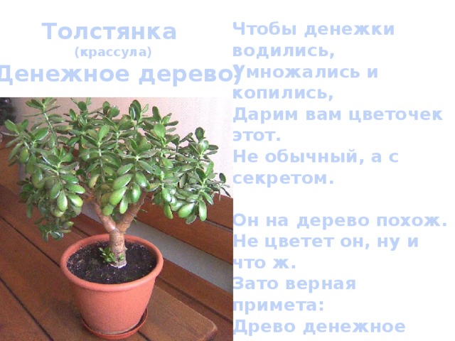 Толстянка  (крассула) (Денежное дерево) Чтобы денежки водились,  Умножались и копились,  Дарим вам цветочек этот.  Не обычный, а с секретом.   Он на дерево похож.  Не цветет он, ну и что ж.  Зато верная примета:  Древо денежное это.   Будет охранять надежно  Ваш достаток. И несложно  Вам ухаживать за ним,  За подарочком таким.   