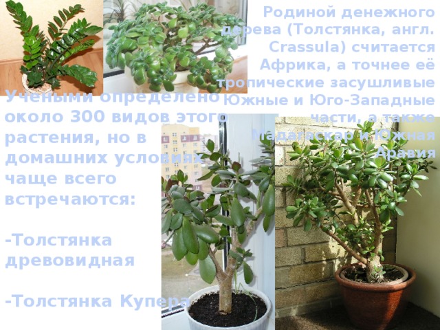 Родиной денежного дерева (Толстянка, англ. Crassula) считается Африка, а точнее её тропические засушливые Южные и Юго-Западные части, а также Мадагаскар и Южная Аравия Учеными определено около 300 видов этого растения, но в домашних условиях чаще всего встречаются:  -Толстянка древовидная   -Толстянка Купера   -Толстянка Лопатчатая   -Толстянка Плауновидная  