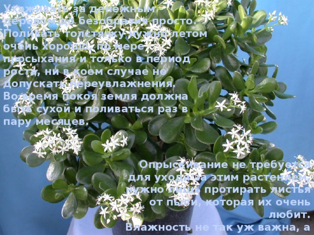 Ухаживать за денежным деревом до безобразия просто. Поливать толстянку нужно летом очень хорошо, по мере просыхания и только в период роста, ни в коем случае не допускать переувлажнения. Во время покоя земля должна быть сухой и поливаться раз в пару месяцев. Опрыскивание не требуется для ухода за этим растением, нужно лишь протирать листья от пыли, которая их очень любит. Влажность не так уж важна, а вот частое проветривание необходимо. 