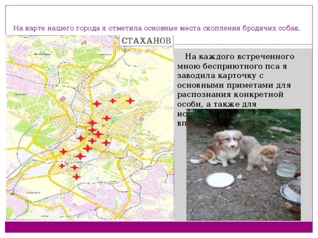 На карте нашего города я отметила основные места скопления бродячих собак.    На каждого встреченного мною бесприютного пса я заводила карточку с основными приметами для распознания конкретной особи, а также для использования этих данных впоследствии. 