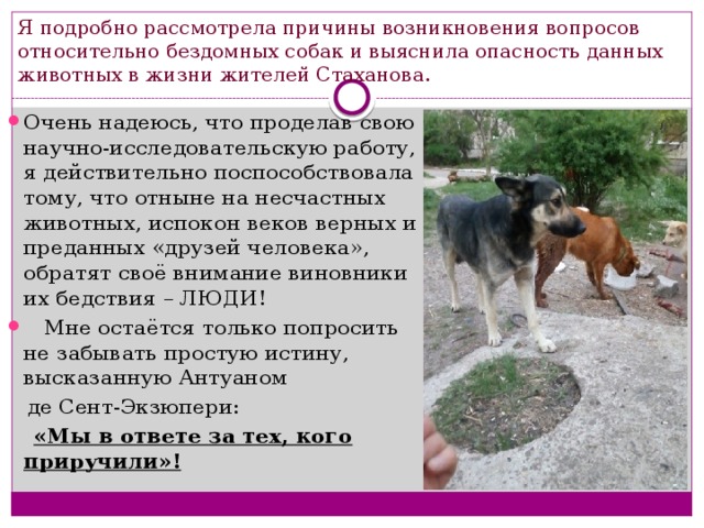 Я подробно рассмотрела причины возникновения вопросов относительно бездомных собак и выяснила опасность данных животных в жизни жителей Стаханова. Очень надеюсь, что проделав свою научно-исследовательскую работу, я действительно поспособствовала тому, что отныне на несчастных животных, испокон веков верных и преданных «друзей человека», обратят своё внимание виновники их бедствия – ЛЮДИ!  Мне остаётся только попросить не забывать простую истину, высказанную Антуаном  де Сент-Экзюпери:  «Мы в ответе за тех, кого приручили»! 