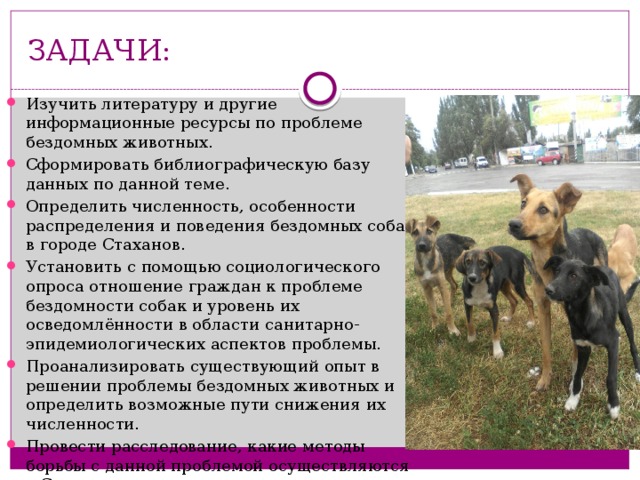 ЗАДАЧИ: Изучить литературу и другие информационные ресурсы по проблеме бездомных животных. Сформировать библиографическую базу данных по данной теме. Определить численность, особенности распределения и поведения бездомных собак в городе Стаханов. Установить с помощью социологического опроса отношение граждан к проблеме бездомности собак и уровень их осведомлённости в области санитарно-эпидемиологических аспектов проблемы. Проанализировать существующий опыт в решении проблемы бездомных животных и определить возможные пути снижения их численности. Провести расследование, какие методы борьбы с данной проблемой осуществляются в Стаханове. 