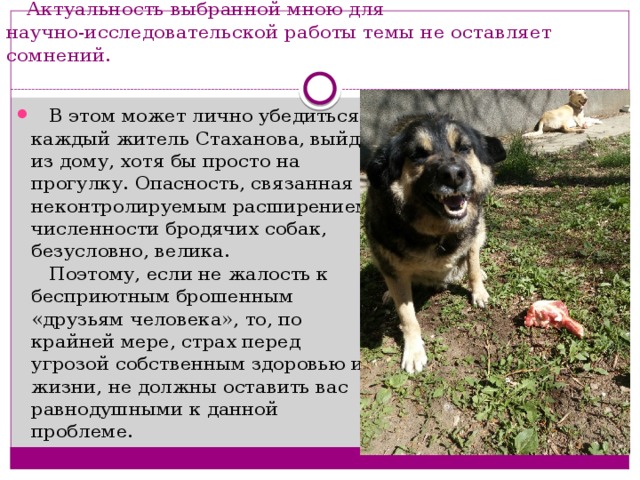  Актуальность выбранной мною для  научно-исследовательской работы темы не оставляет сомнений.  В этом может лично убедиться каждый житель Стаханова, выйдя из дому, хотя бы просто на прогулку. Опасность, связанная с неконтролируемым расширением численности бродячих собак, безусловно, велика.  Поэтому, если не жалость к бесприютным брошенным «друзьям человека», то, по крайней мере, страх перед угрозой собственным здоровью и жизни, не должны оставить вас равнодушными к данной проблеме. 