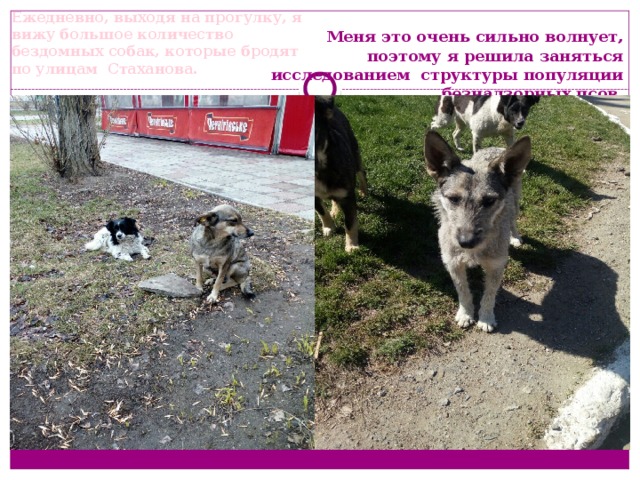     Меня это очень сильно волнует, поэтому я решила заняться исследованием структуры популяции безнадзорных псов.   Ежедневно, выходя на прогулку, я вижу большое количество бездомных собак, которые бродят по улицам Стаханова. 