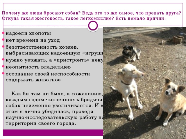 Почему же люди бросают собак? Ведь это то же самое, что предать друга? Откуда такая жестокость, такое легкомыслие? Есть немало причин:   надоели хлопоты нет времени на уход безответственность хозяев, выбрасывающих надоевшую «игрушку» нужно уезжать, а «пристроить» некуда неопытность владельцев осознание своей неспособности содержать животное  Как бы там ни было, к сожалению, с каждым годом численность бродячих собак неизменно увеличивается. И в этом я лично убедилась, проведя научно-исследовательскую работу на территории своего города. 