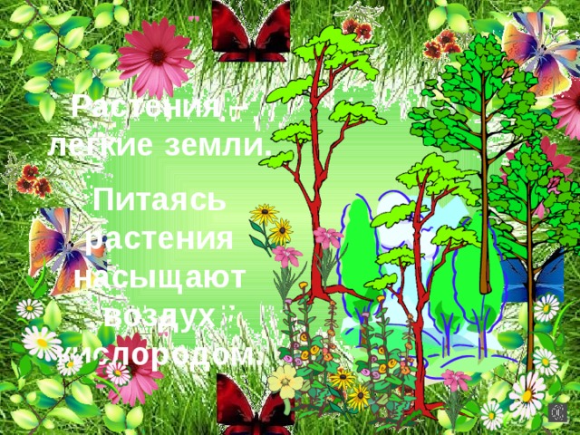 Презентация "Комнатные растения"