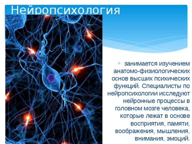 Нейропсихология занимается изучением анатомо-физиологических основ высших психических функций. Специалисты по нейропсихологии исследуют нейронные процессы в головном мозге человека, которые лежат в основе восприятия, памяти, воображения, мышления, внимания, эмоций. 