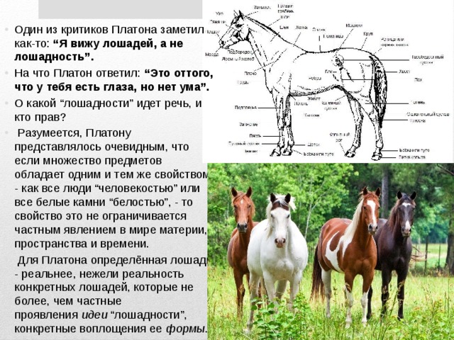 Увидеть лошадей. Как видит лошадь окружающий мир. Как видят лошади глазами. Идея лошадности. Как видят мир лошади.