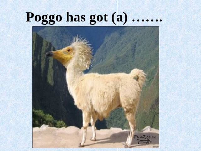 This is poggo look and