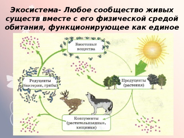 Экосистема- Любое сообщество живых существ вместе с его физической средой обитания, функционирующее как единое целое. 