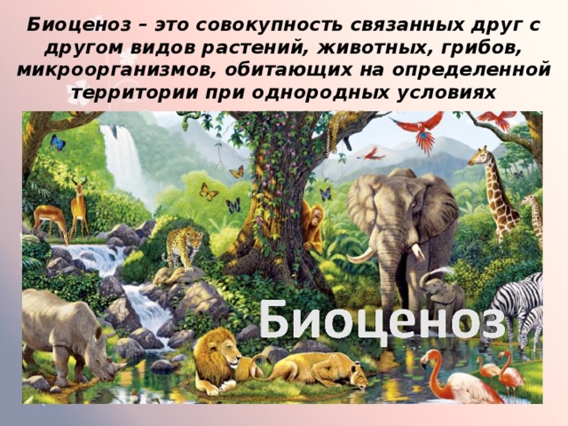Биоценоз – это совокупность связанных друг с другом видов растений, животных, грибов, микроорганизмов, обитающих на определенной территории при однородных условиях существования. 