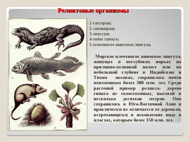 Реликтовые виды животных. Реликтовые организмы. Реликтовые растения и животные. Реликтовые виды животных примеры. Реликтовые формы.