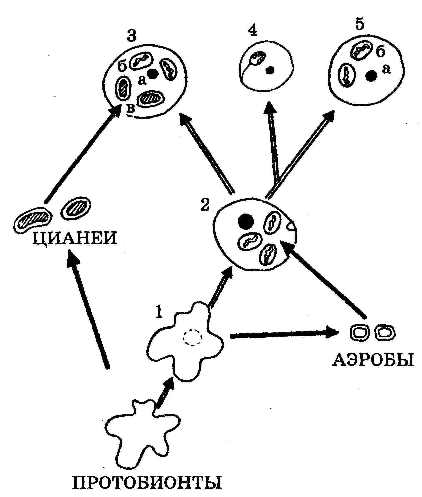 Урок «Этапы развития жизни на Земле».