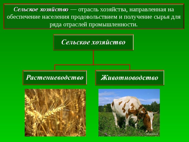 Презентация на тему Сельское хозяйство России. Растениеводство.