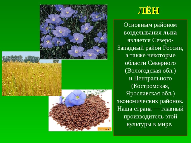 Лен растение фото описание выращивание из семян когда сажать