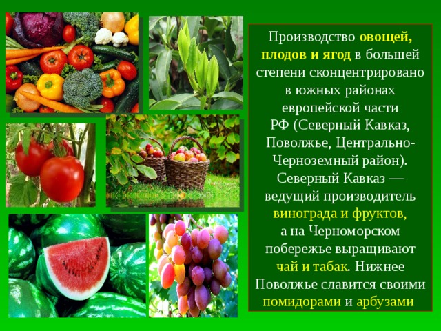 Производство овощей, плодов и ягод  в большей степени сконцентрировано в южных районах европейской части РФ (Северный Кавказ, Поволжье, Центрально-Черноземный район). Северный Кавказ — ведущий производитель винограда и фруктов, а на Черноморском побережье выращивают чай и табак . Нижнее Поволжье славится своими помидорами и  арбузами 