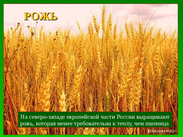 РОЖЬ На северо-западе европейской части России выращивают рожь, которая менее требовательна к теплу, чем пшеница 