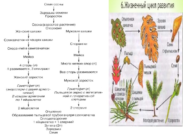 Схема размножения голосеменных растений 6 класс биология