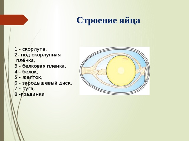 Строение яйца птицы схема