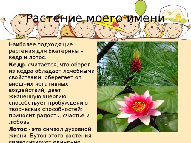 Растение моего имени Наиболее подходящие растения для Екатерины – кедр и лотос. Кедр : считается, что оберег из кедра обладает лечебными свойствами: оберегает от внешних негативных воздействий; дает жизненную энергию; способствует пробуждению творческих способностей; приносит радость, счастье и любовь. Лотос - это символ духовной жизни. Бутон этого растения символизирует единение мужчины и женщины. Лотос привносит в отношения гармонию и любовь. 