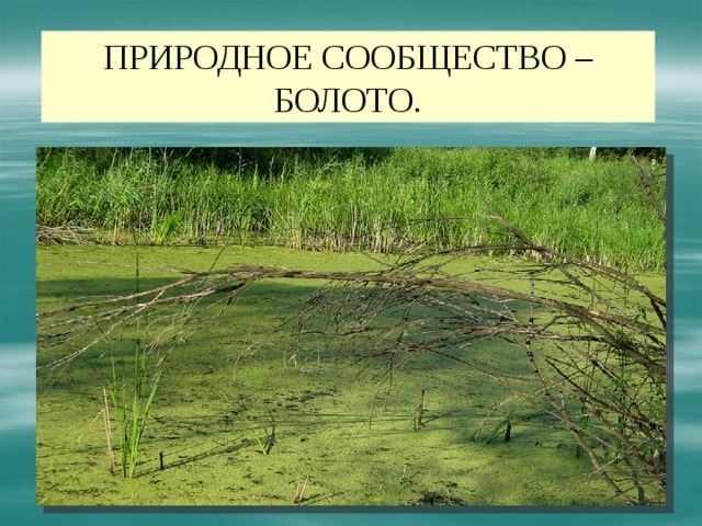 Сообщество болото 5 класс биология. Природное сообщество болота. Болто природное сообществ.
