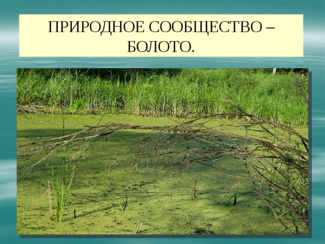 Природное сообщество болото 3 класс занков презентация