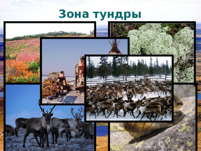 1 из природных зон. Зона тундры в России. Проект коллаж природные зоны. Работы детей проект природной зоны. Коллаж любой природной зоны тундры.