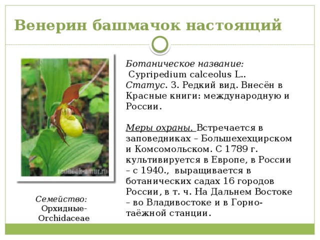 Венерин башмачок настоящий Ботаническое название:    Cypripedium calceolus L.. Статус . 3. Редкий вид. Внесён в Красные книги: международную и России.  Меры охраны. Встречается в заповедниках – Большехехцирском и Комсомольском. С 1789 г. культивируется в Европе, в России – с 1940., выращивается в ботанических садах 16 городов России, в т. ч. На Дальнем Востоке – во Владивостоке и в Горно-таёжной станции. Семейство:    Орхидные-Orchidaceae 