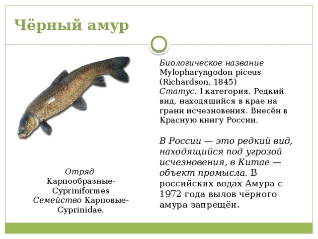 Чёрный амур Биологическое название Mylopharyngodon piceus (Richardson, 1845) Статус. I категория. Редкий вид, находящийся в крае на грани исчезновения. Внесён в Красную книгу России.  В России — это редкий вид, находящийся под угрозой исчезновения, в Китае — объект промысла. В российских водах Амура с 1972 года вылов чёрного амура запрещён. Отряд Карпообразные-Cypriniformes Семейство Карповые-Cyprinidae . 