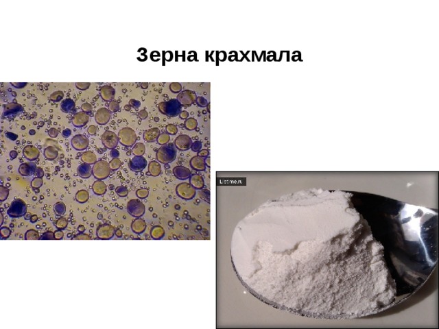 Зерно крахмала рисунок. Зерна крахмала. Крахмальные зерна фото. Крахмал в пшенице. Структура крахмального зерна полимер.