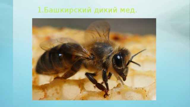 1.Башкирский дикий мед.   
