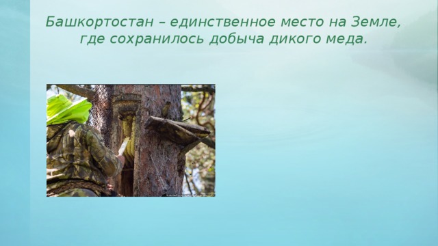 Башкортостан – единственное место на Земле, где сохранилось добыча дикого меда. 