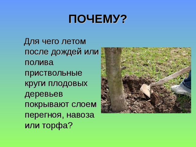 ПОЧЕМУ?  Для чего летом после дождей или полива приствольные круги плодовых деревьев покрывают слоем перегноя, навоза или торфа? 