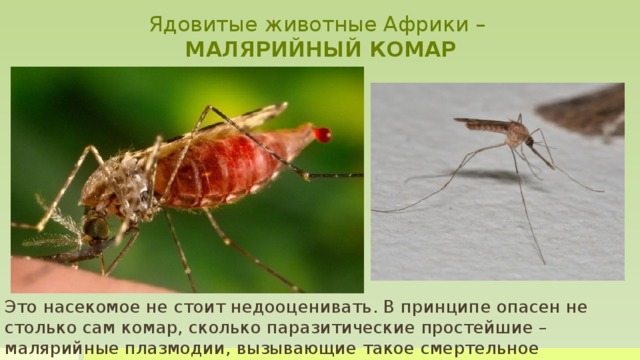 Ядовитые животные Африки –  МАЛЯРИЙНЫЙ КОМАР Это насекомое не стоит недооценивать. В принципе опасен не столько сам комар, сколько паразитические простейшие – малярийные плазмодии, вызывающие такое смертельное заболевание как малярия. Комары же являются лишь переносчиками этих простейших  Ареал распространения малярийных комаров очень обширен. Они обитают практически везде, в том числе и на территории России. Но в большей степени они встречаются в жарких тропических странах, таких как Африка, Южная и Центральная Америки, а также в странах Юго-Восточной Азии.  Малярия ежегодно уносит около 1,3 миллиона человеческих жизней по всему миру, из которых 85-90 % случаев приходится на центральные и южные районы Африки, в подавляющем большинстве инфицируются дети в возрасте до 5 лет. Трудно поверить, что эти маленькие создания уносят столько человеческих жизней.     Это насекомое не стоит недооценивать. В принципе опасен не столько сам комар, сколько паразитические простейшие – малярийные плазмодии, вызывающие такое смертельное заболевание как малярия.    
