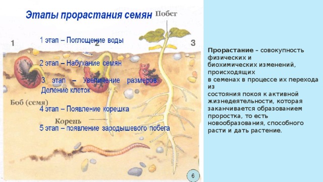 Прорастание – совокупность физических и биохимических изменений, происходящих в семенах в процессе их перехода из состояния покоя к активной жизнедеятельности, которая заканчивается образованием проростка, то есть новообразования, способного расти и дать растение. 