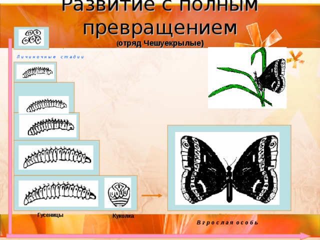 Какое свойство живых организмов изображено на рисунке бабочка гусеница куколка