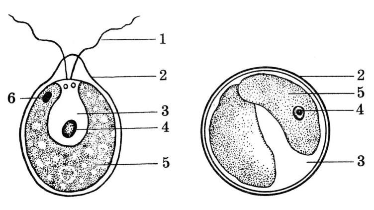Строение хламидомонады 5 класс рисунок с подписями