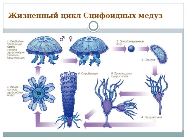 Жизненный цикл Сцифоидных медуз 
