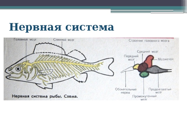 Нервная система 