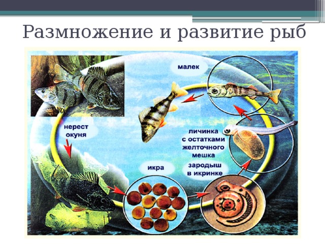 Размножение и развитие рыб 