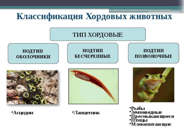 Позвоночные представители