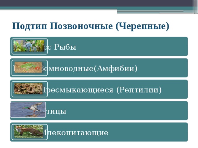 Подтип Позвоночные (Черепные) Надкласс Рыбы Класс Земноводные(Амфибии) Класс Пресмыкающиеся (Рептилии) Класс Птицы Класс Млекопитающие 