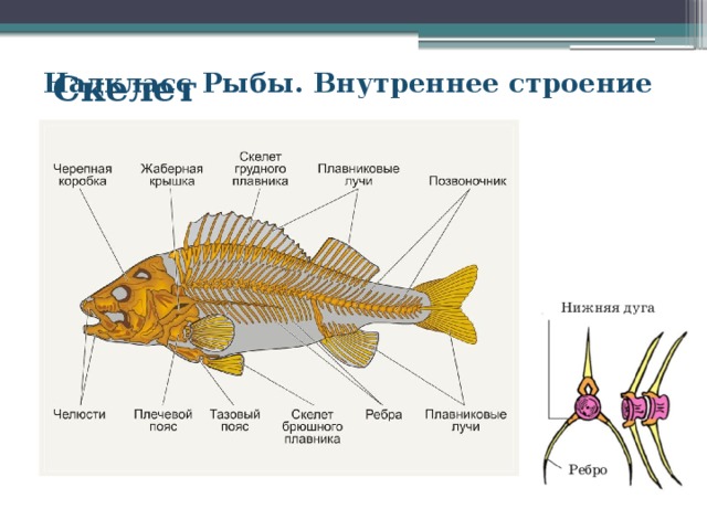 Рыбы биология 2 класс. Внутреннее строение рыбы скелет 7 класс биология. Скелет речного окуня. Скелет Надкласс рыбы. Строение скелета речного окуня.
